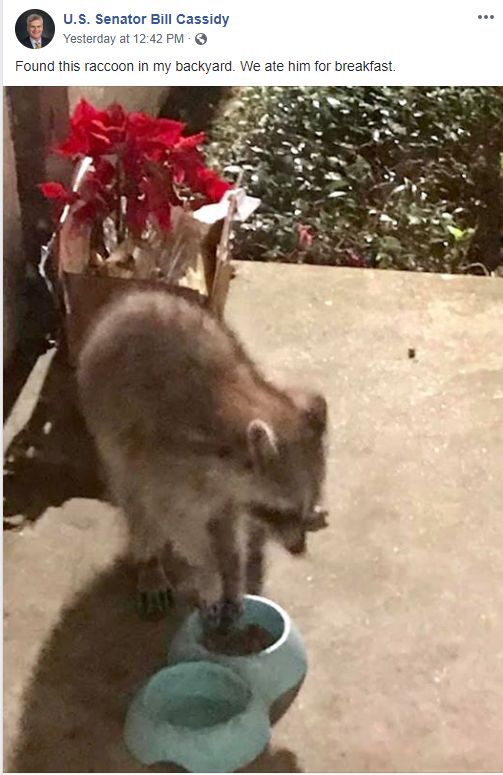 Cassidy Raccoon